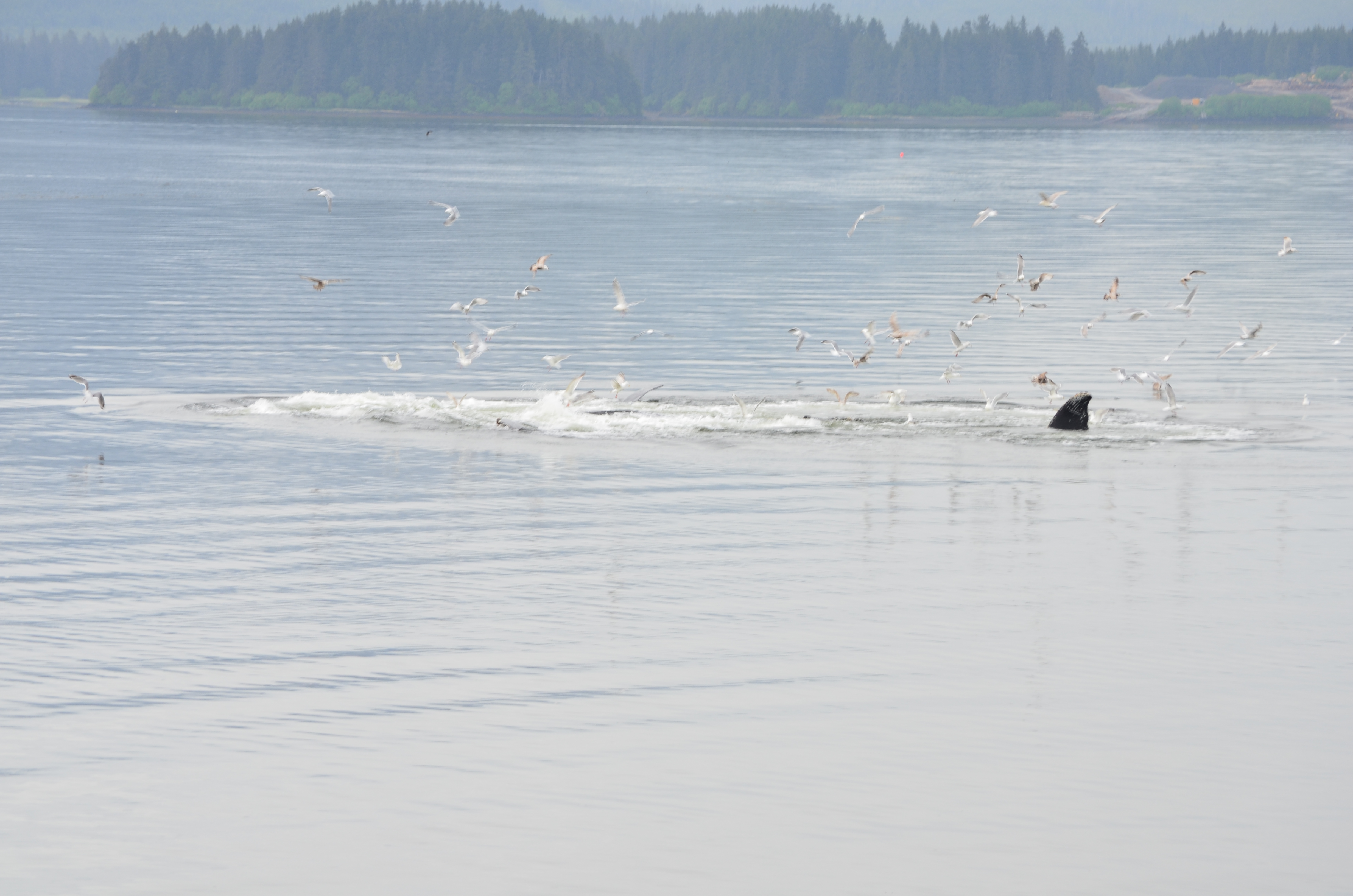 ./2017/08 - Alaska Cruise/10 - Icy Strait Point/DSC_0228.JPG
